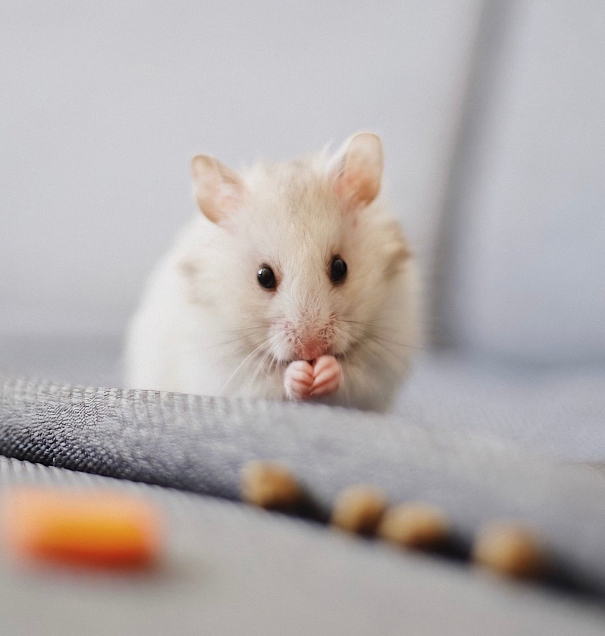 Small Animals