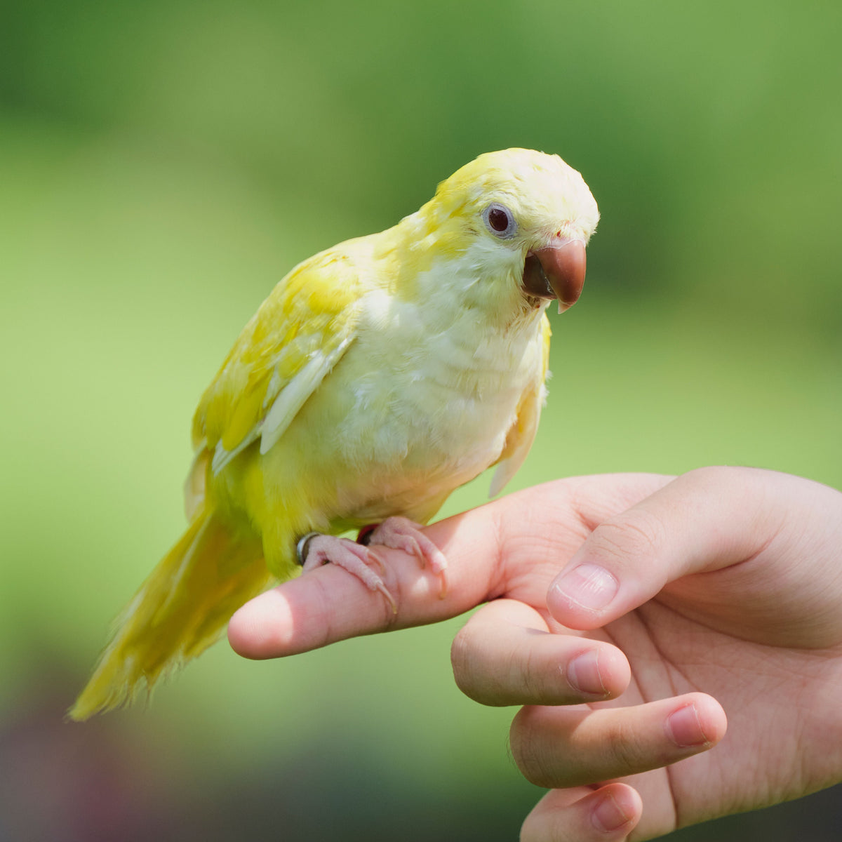 Avian Collection