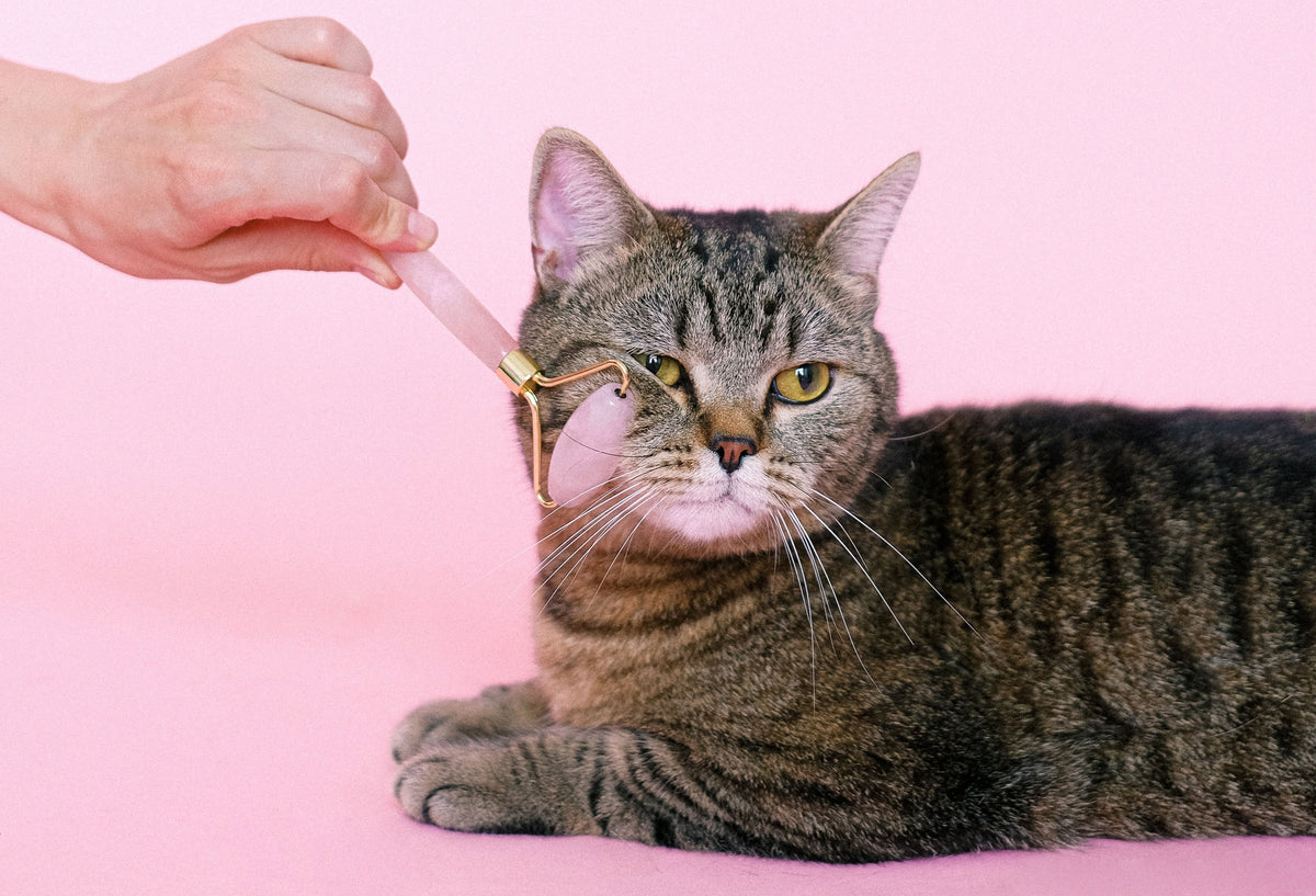 The Cat Essentials